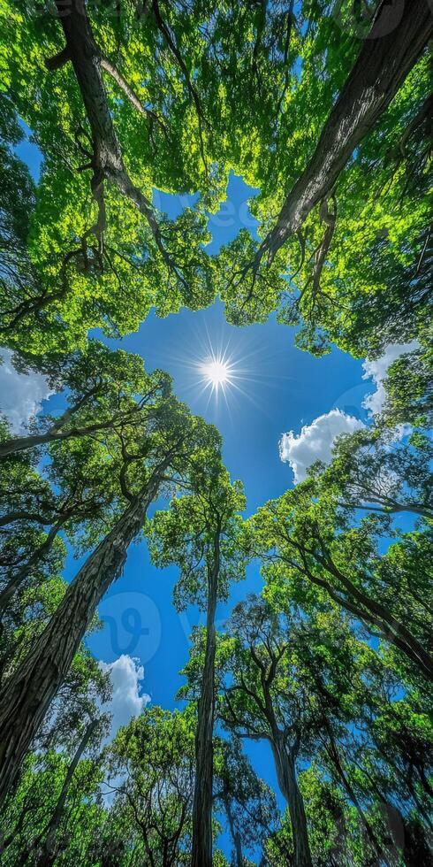 Bright sunlight filters through lush tree canopy in forest photo