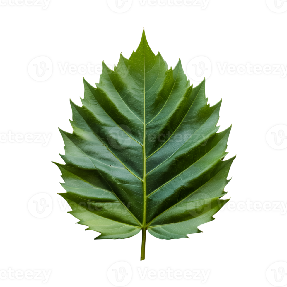 Single green leaf with serrated edges isolated on a plain background png