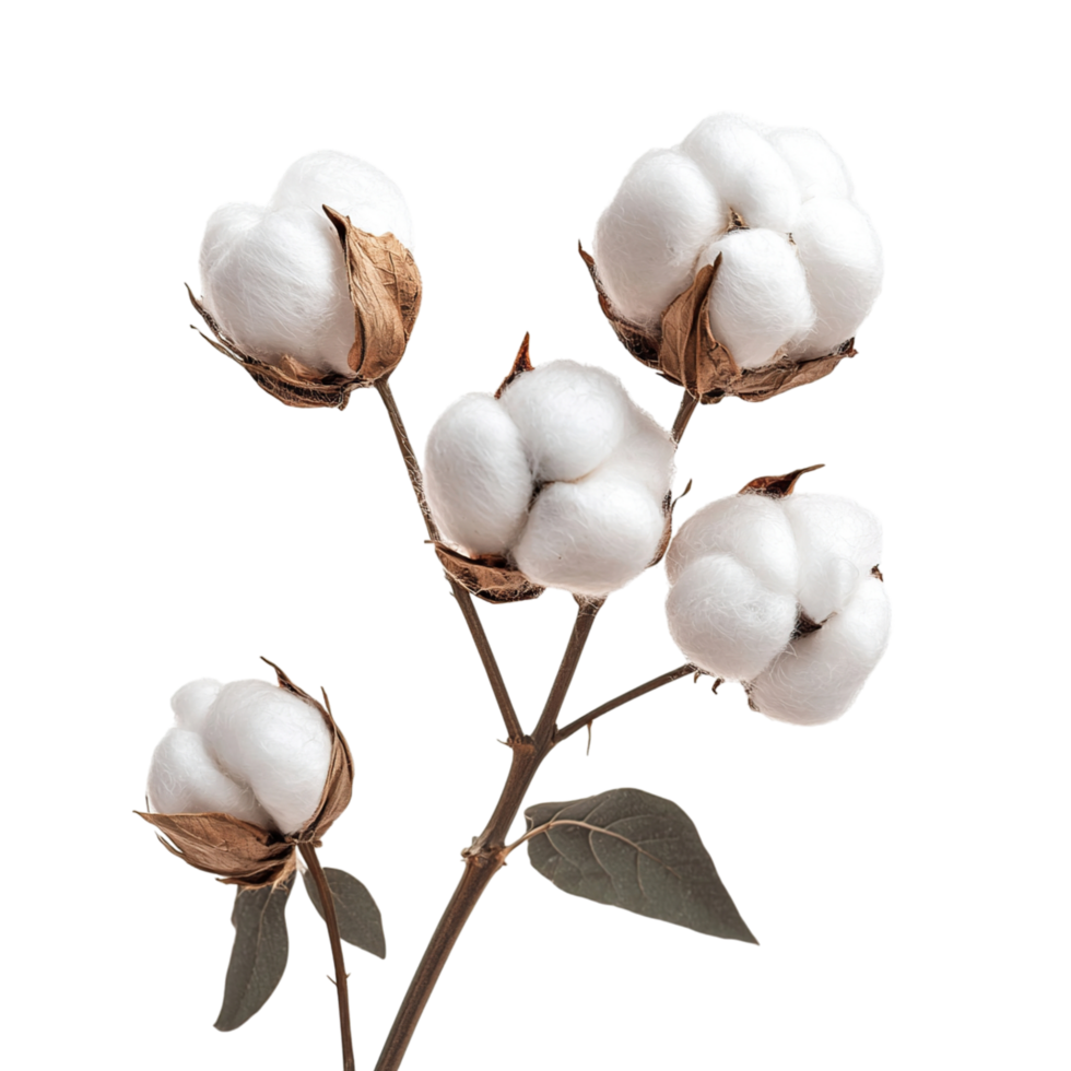 Fluffy Cotton Plant Closeup. png