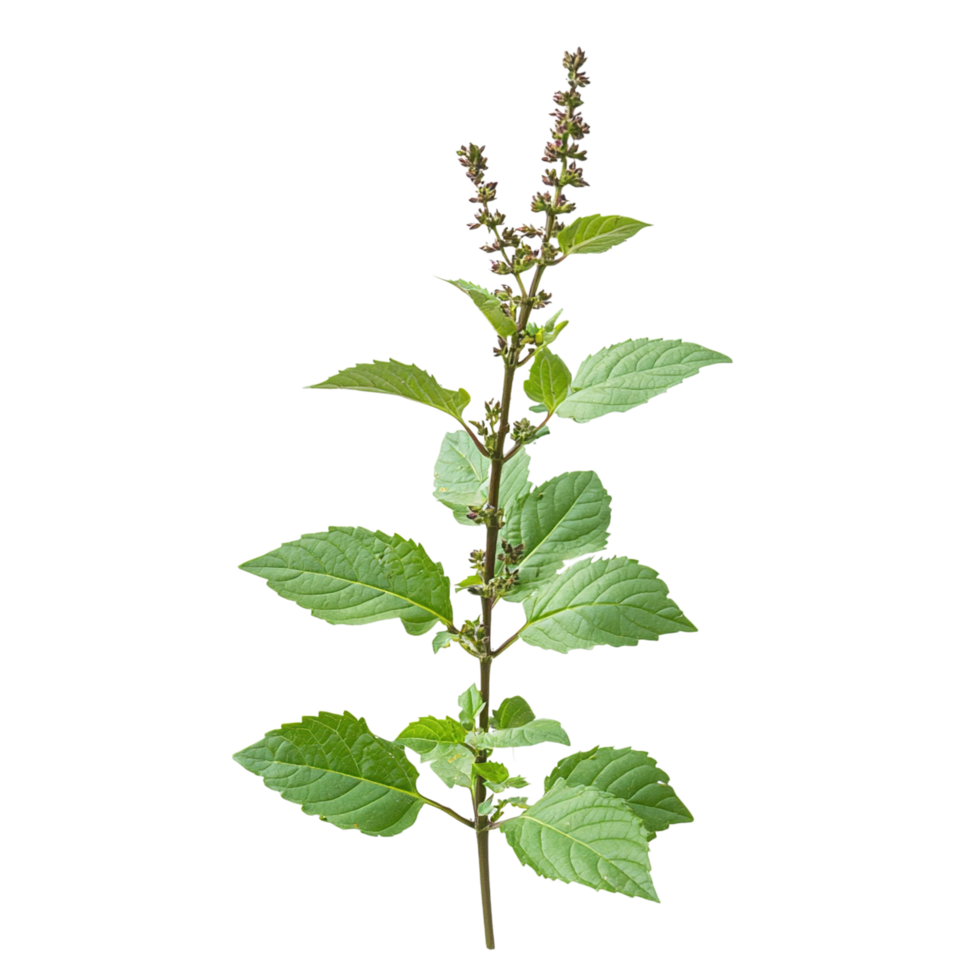 Basil Plant with Green Leaves, and Herb. png
