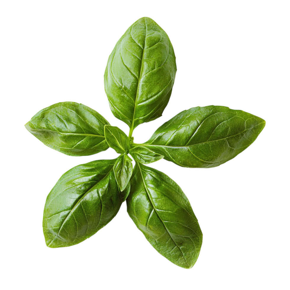 Fresh Basil Sprig with Top View. png
