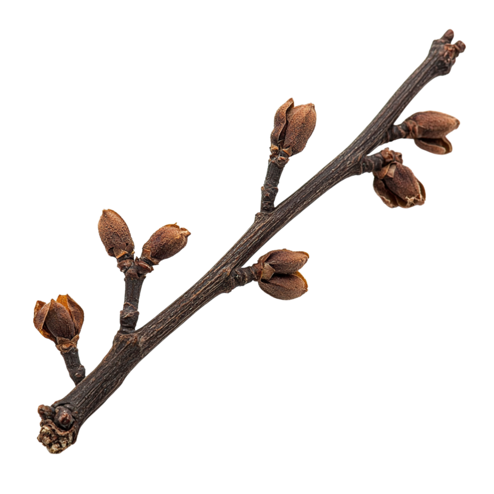 Dormant tree branch with spring buds. png
