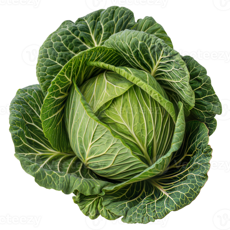 Tightly Packed Cabbage Leaves in Full Detail png