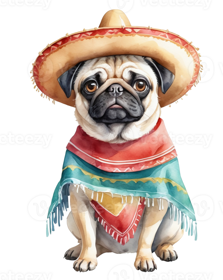 pug dog wearing a sombrero and a mexican scarf png