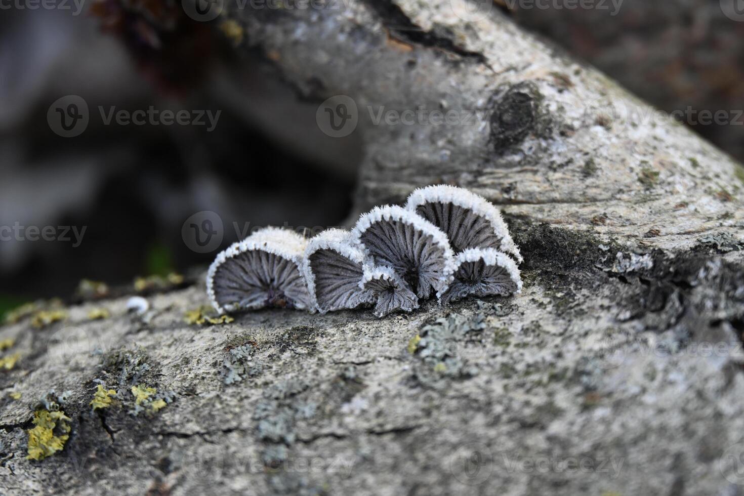 a group of mushrooms on a tree branch photo
