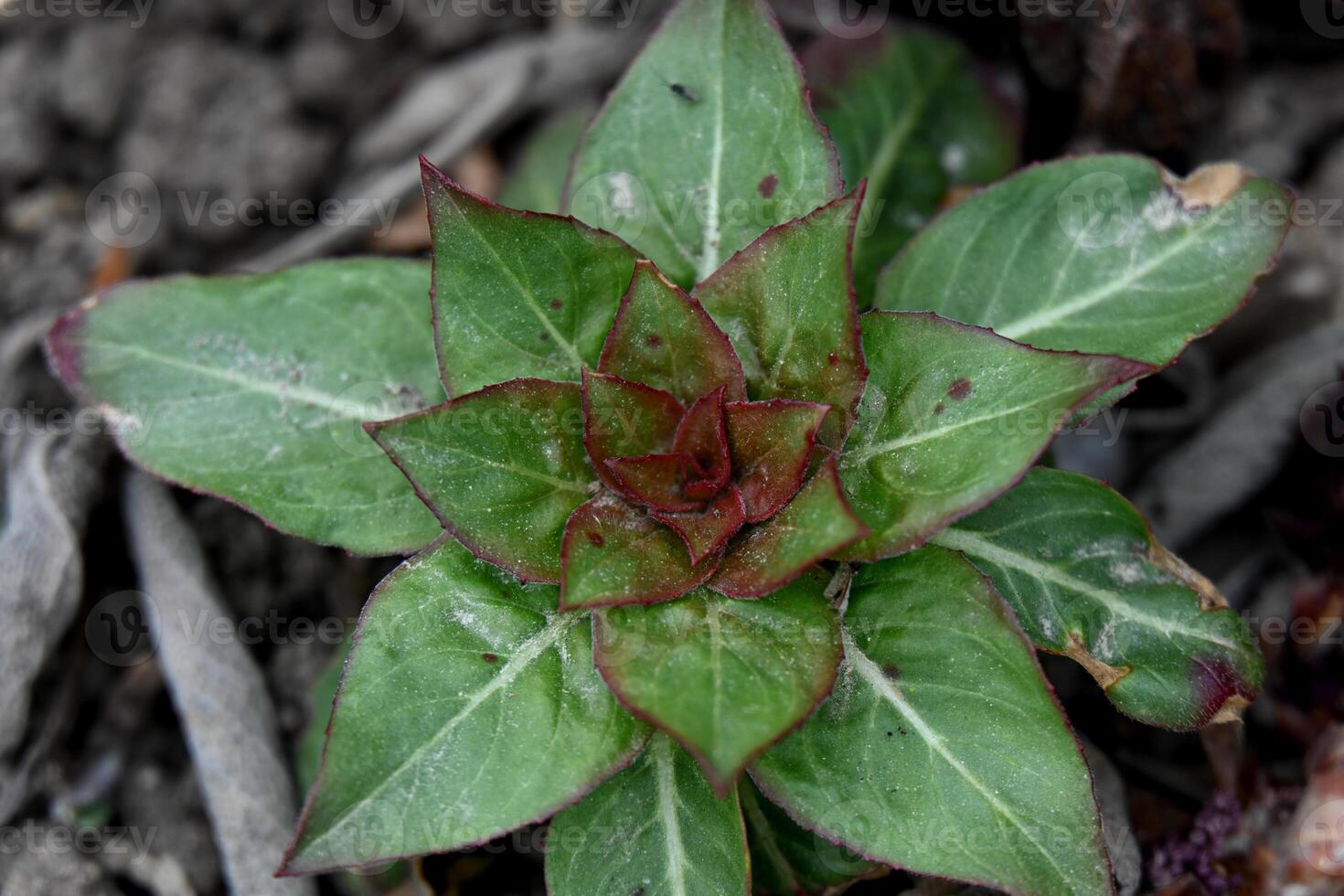 a small plant with green leaves and red stems photo