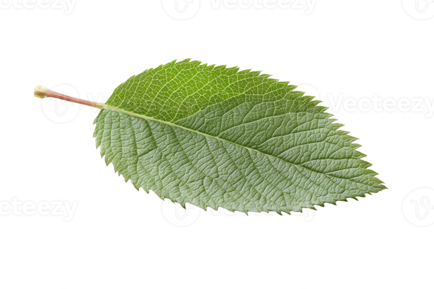 A highly detailed close up view of a single green leaf showcasing its intricate veins and serrated edge png