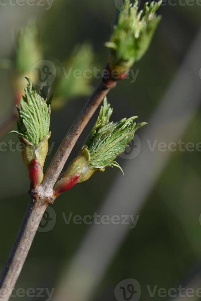 a close up of a branch with buds photo