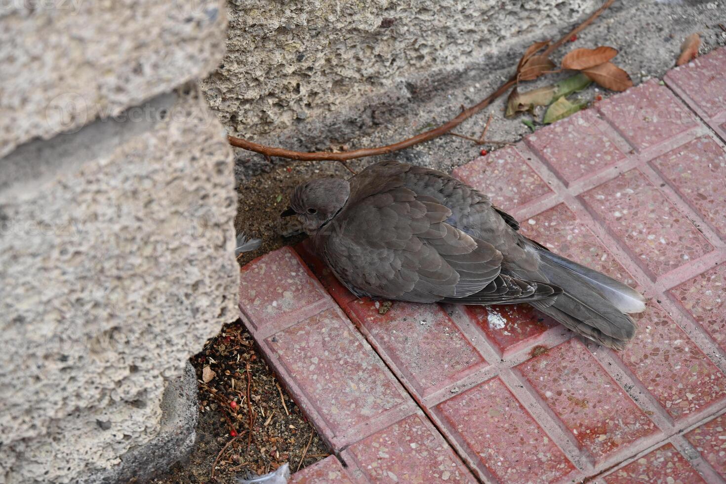 a bird is sitting on the ground next to a wall photo