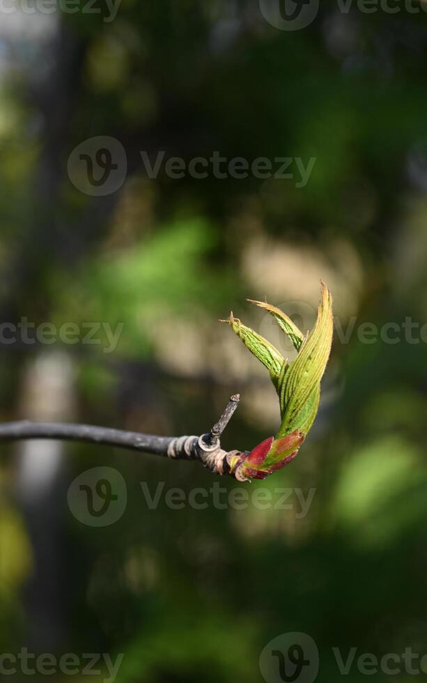 a single leaf bud on a tree branch photo
