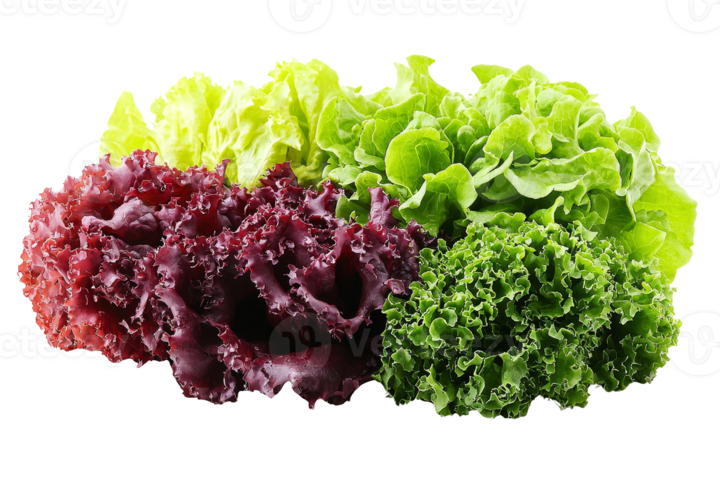 A vibrant display of fresh leafy lettuces in assorted colors and textures ideal for salads png