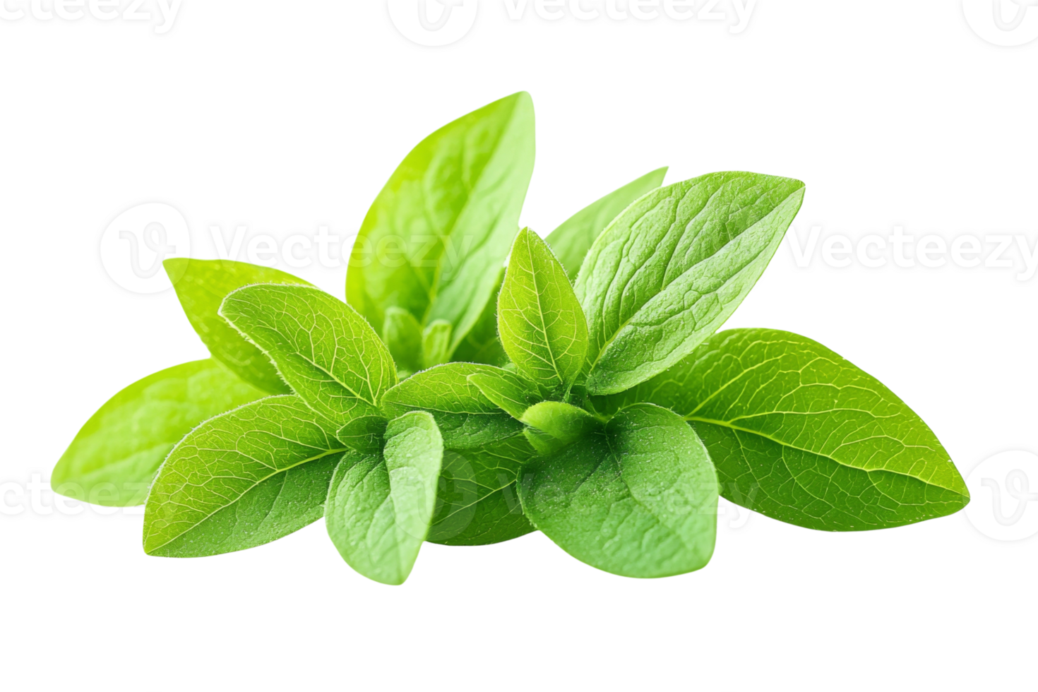 Aromatic herb sprig Bright green leaves with detailed venation showcasing freshness and vitality png