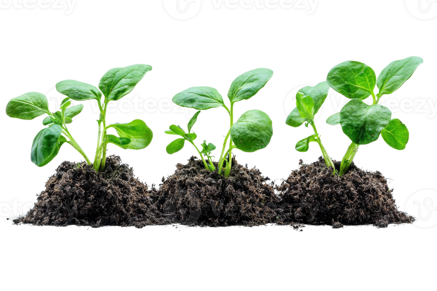 A trio of vibrant green sprouts emerge from mounds of rich soil symbolizing growth and new beginnings png