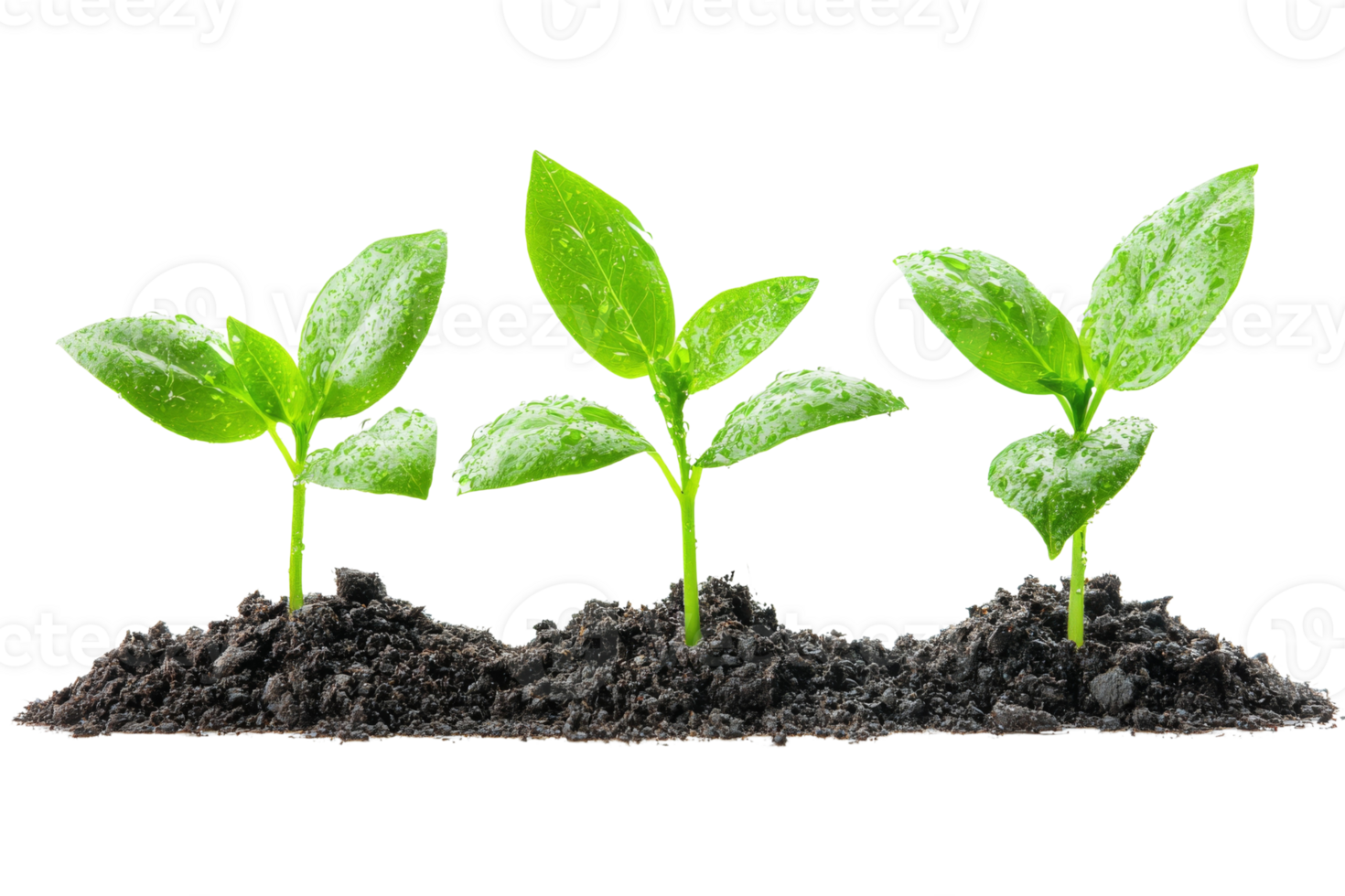 Three green sprouts emerge from rich soil symbolizing growth potential and the beginnings of life png