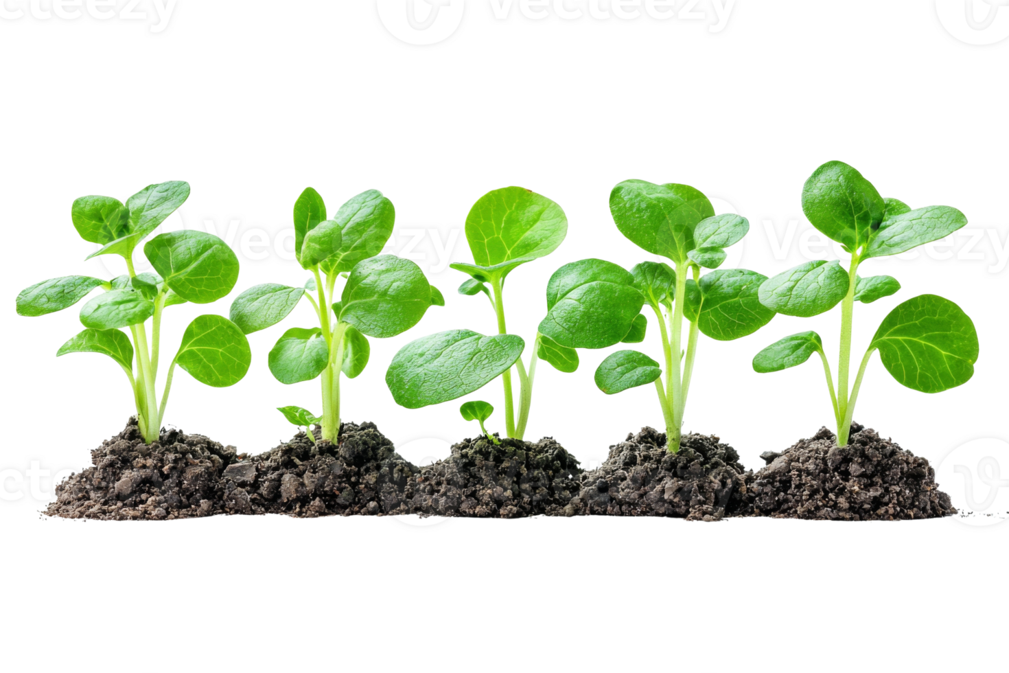A row of green seedlings rise out of dark fertile soil symbolizing new beginnings and growth png