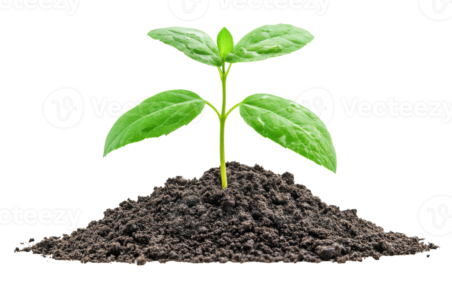 New life emerges from the earth A fresh green seedling rises from the fertile soil full of promise png