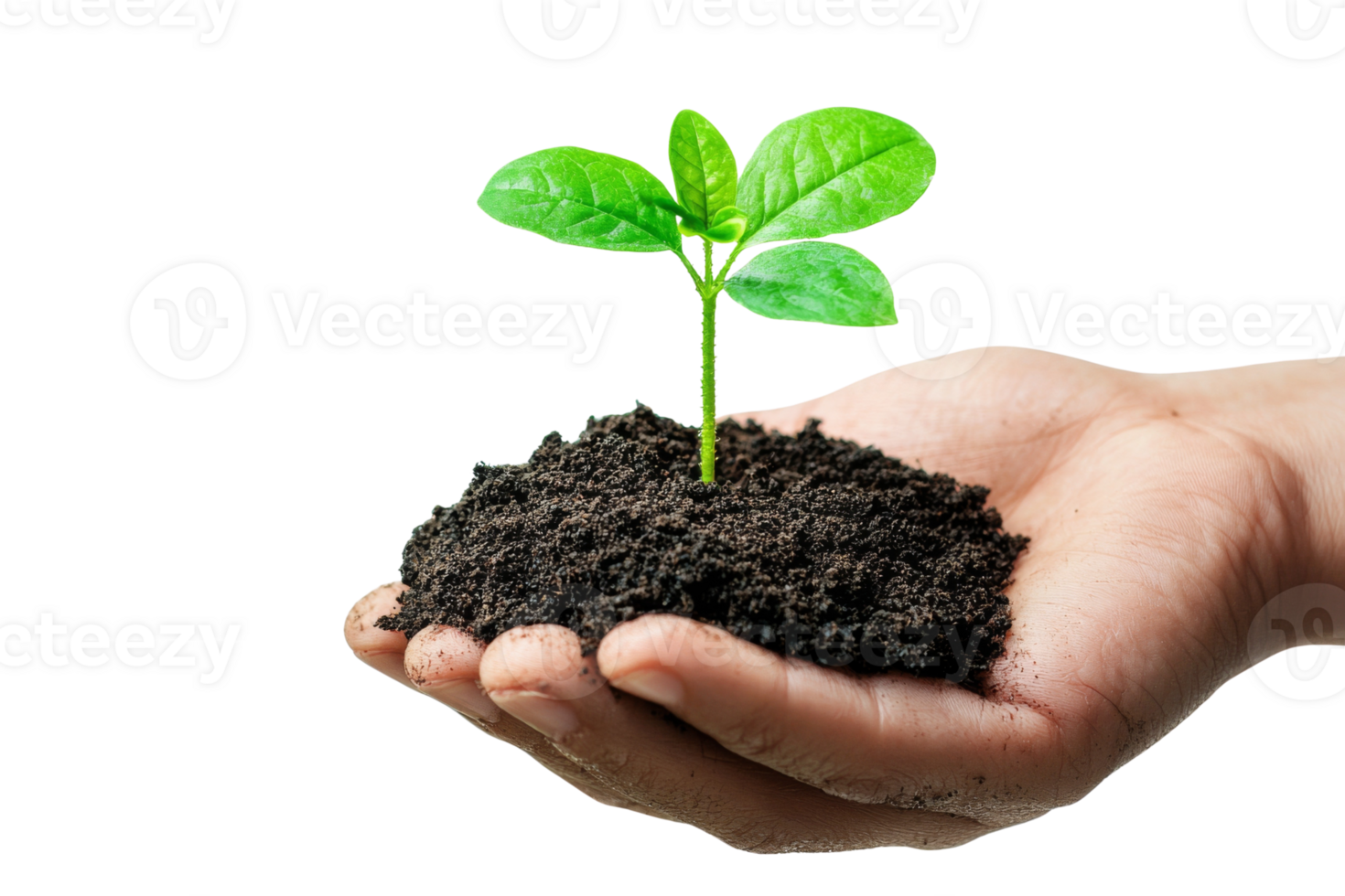 A small green sapling with vibrant leaves grows from a pile of rich dark soil held in a human palm png