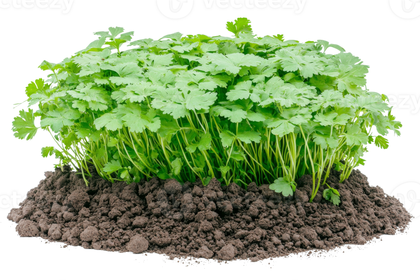 Lush green herbs sprout from fertile soil symbolizing growth and freshness in culinary endeavors png