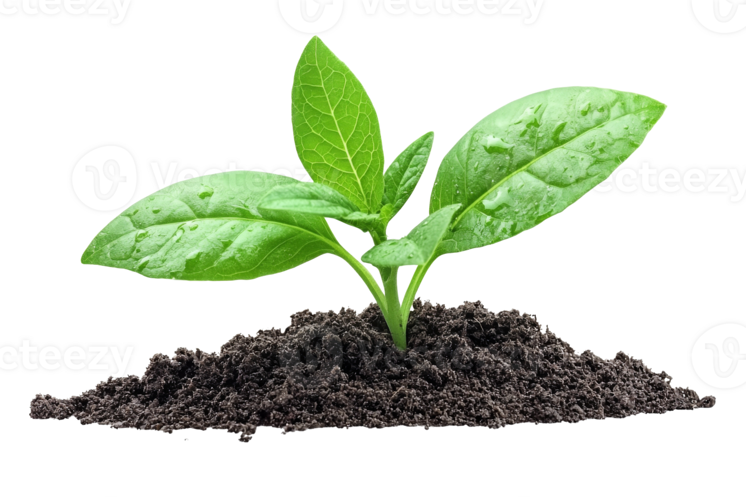 A vibrant green sprout emerges from a mound of dark fertile soil symbolizing growth and renewal png