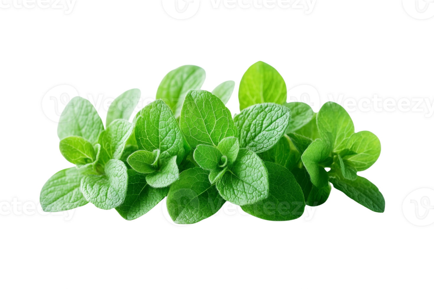 Fresh oregano sprigs create an aromatic delight with their vibrant green leaves perfect for culinary arts png