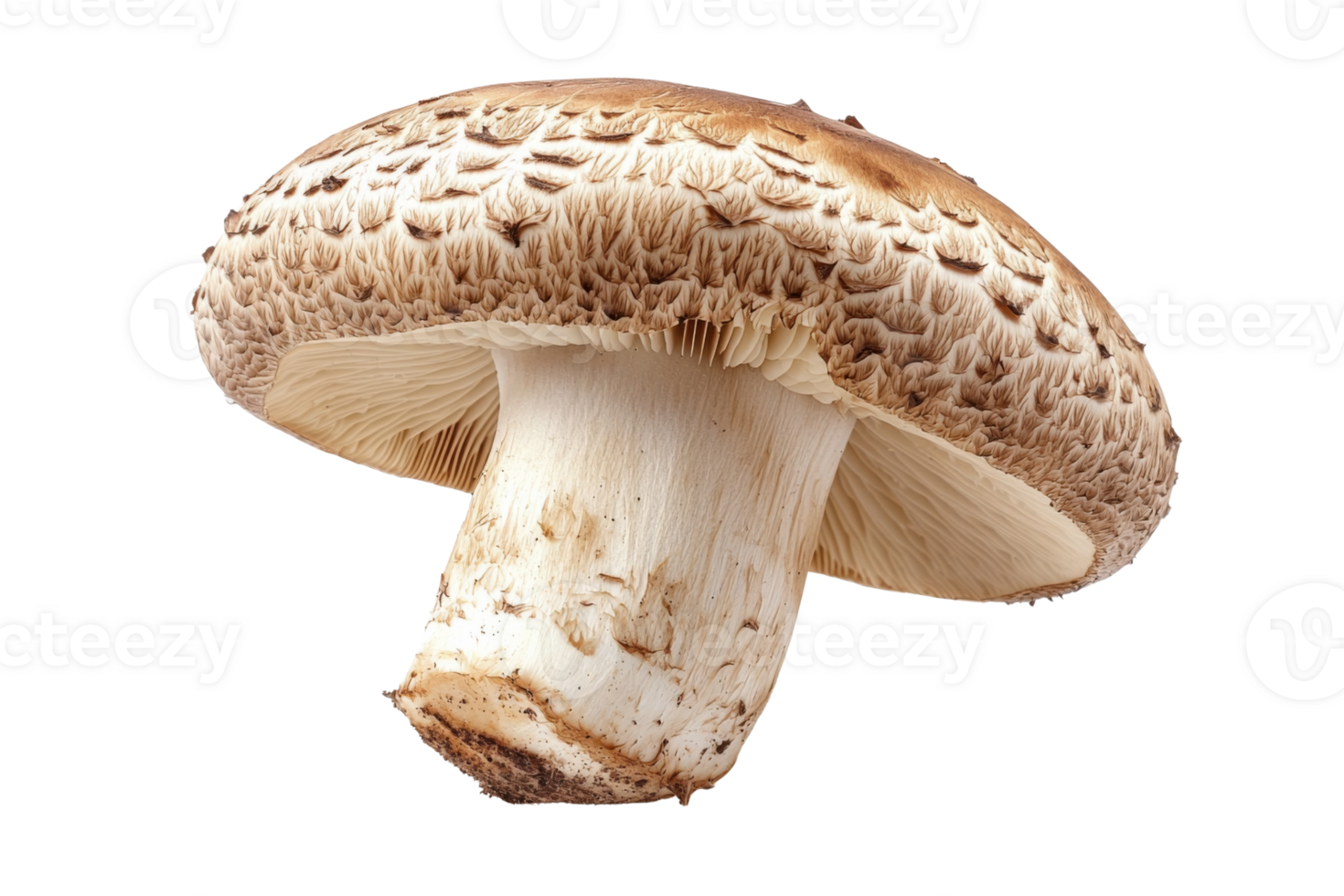 Isolated mushroom with textured brown cap and smooth white stem emphasizing fresh natural food png