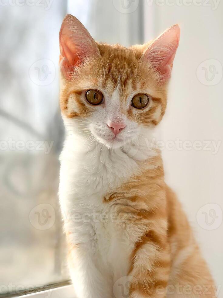 Little ginger kitten sitting, on the windowsill. photo