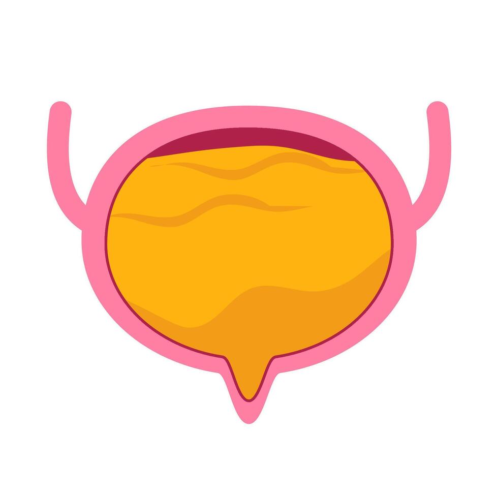 Bladder with urine illustration vector