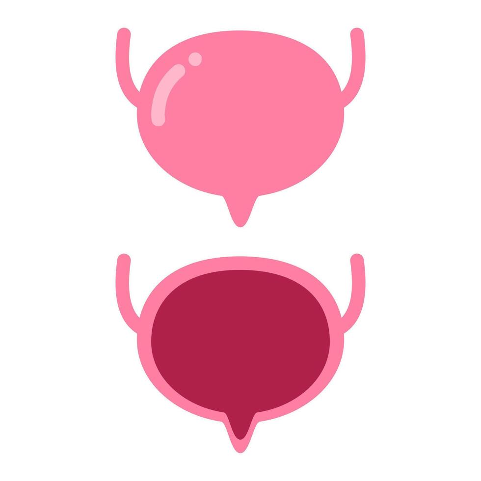 Human Bladder illustration vector