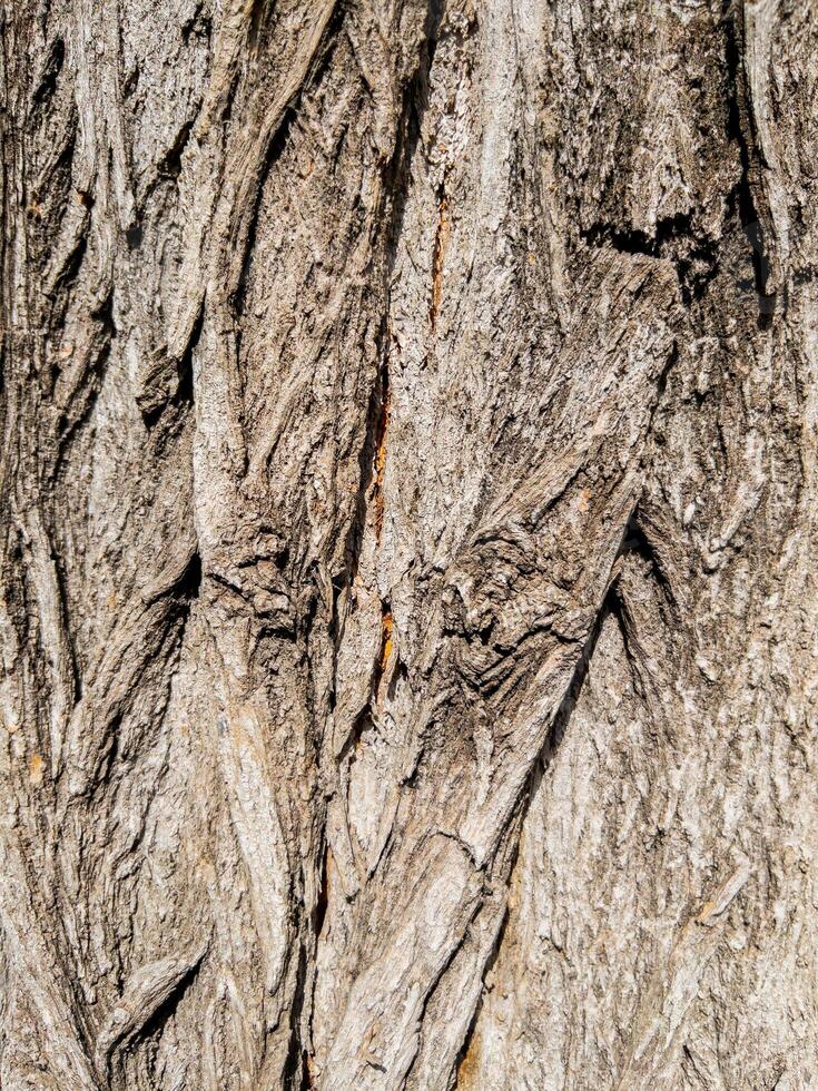 Dry tree bark texture as background photo