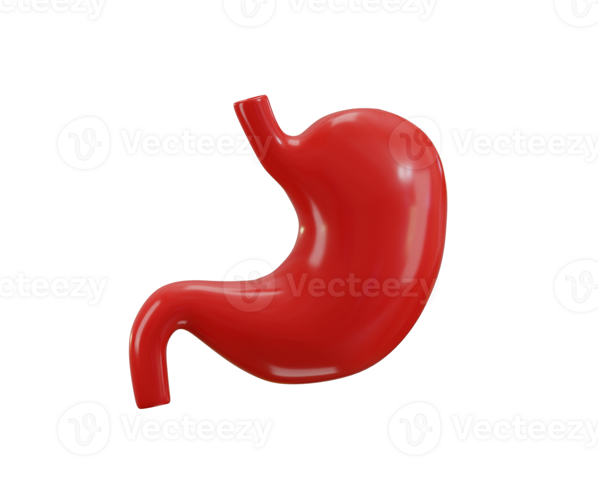 Stomach Human Organs icon 3d rendering illustration png