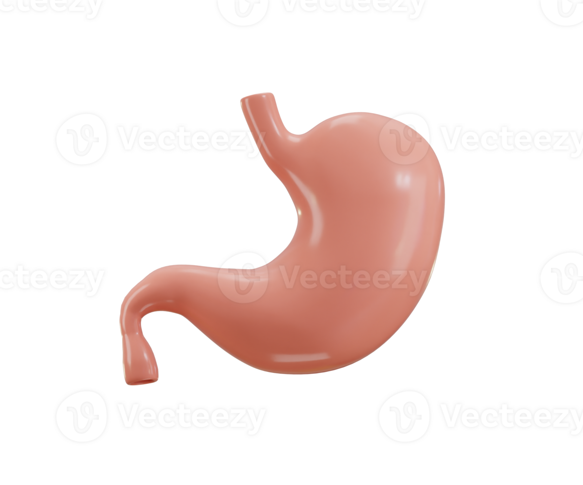 Stomach Human Organs icon 3d render concept of healthy human organ illustration png