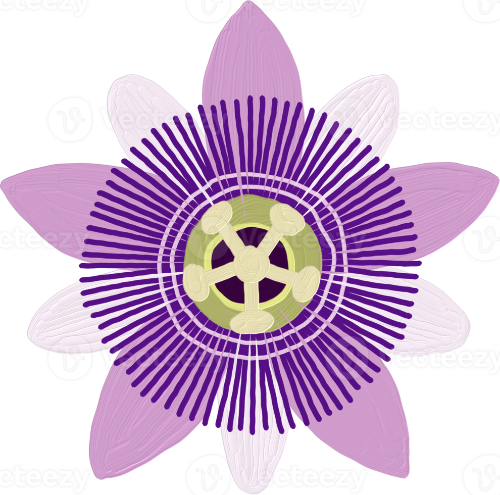 Passion Flower Oil Paint Doodle png