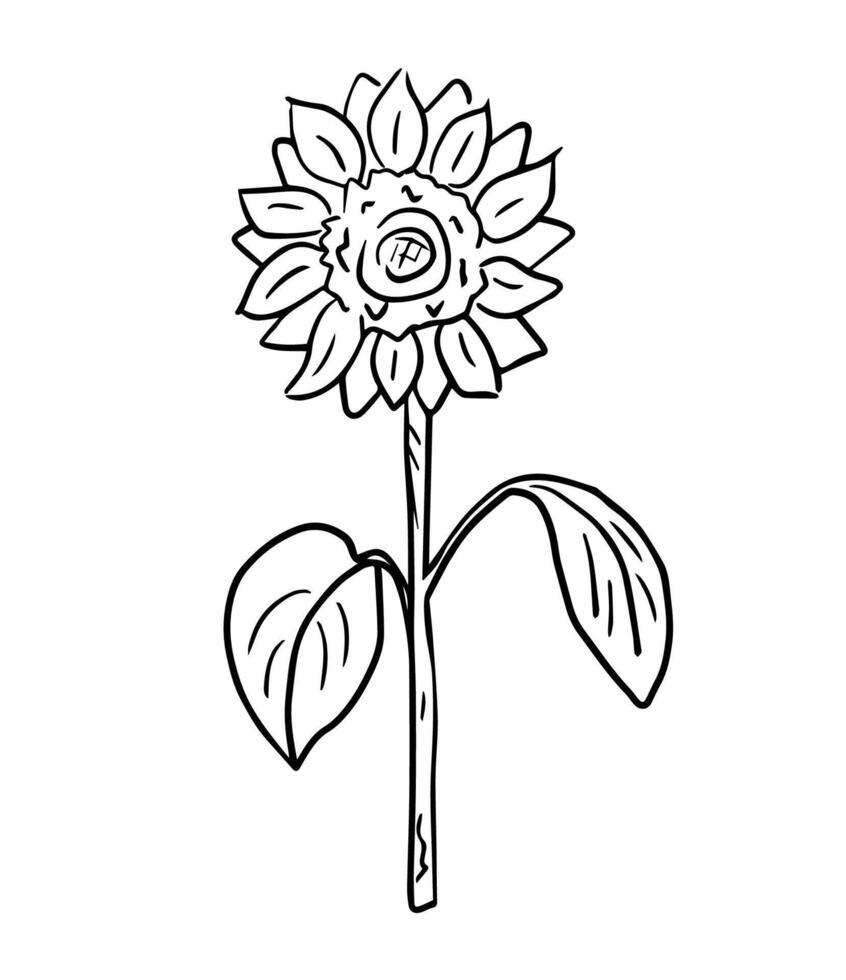 Sunflower illustration, hand-drawn in doodle style. Botanical contour illustration for logos, prints, design of farm products, packaging. vector