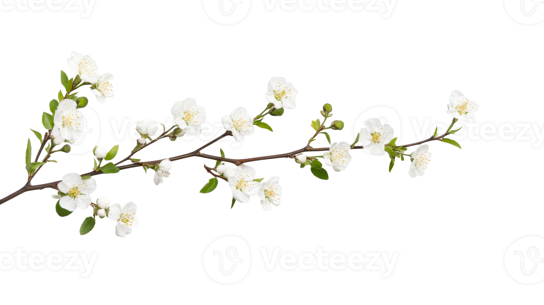 Blossoming branch of a tree, white flowers on a twig, cut out transparent png