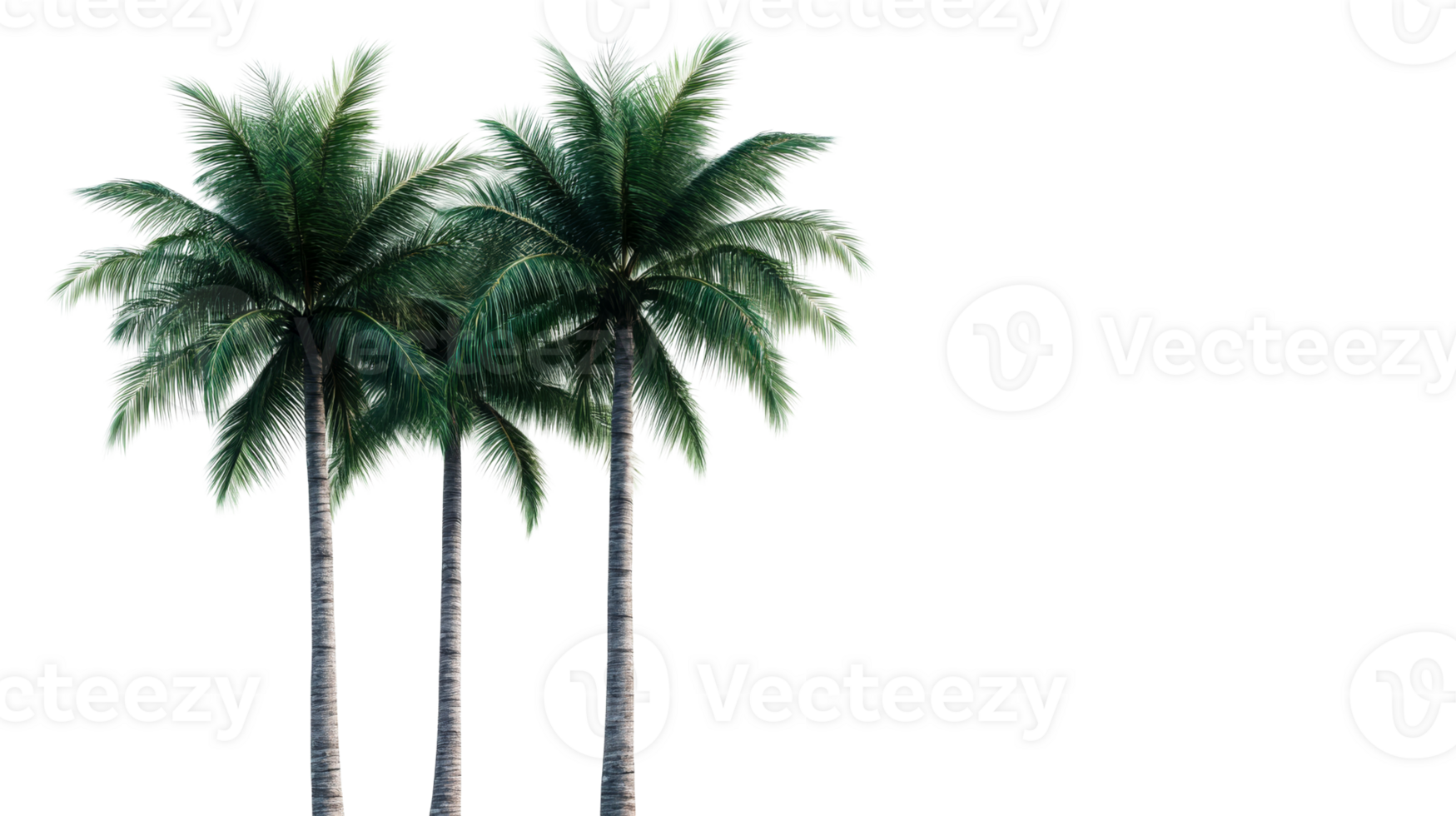Tropical palm trees with green foliage on white background png