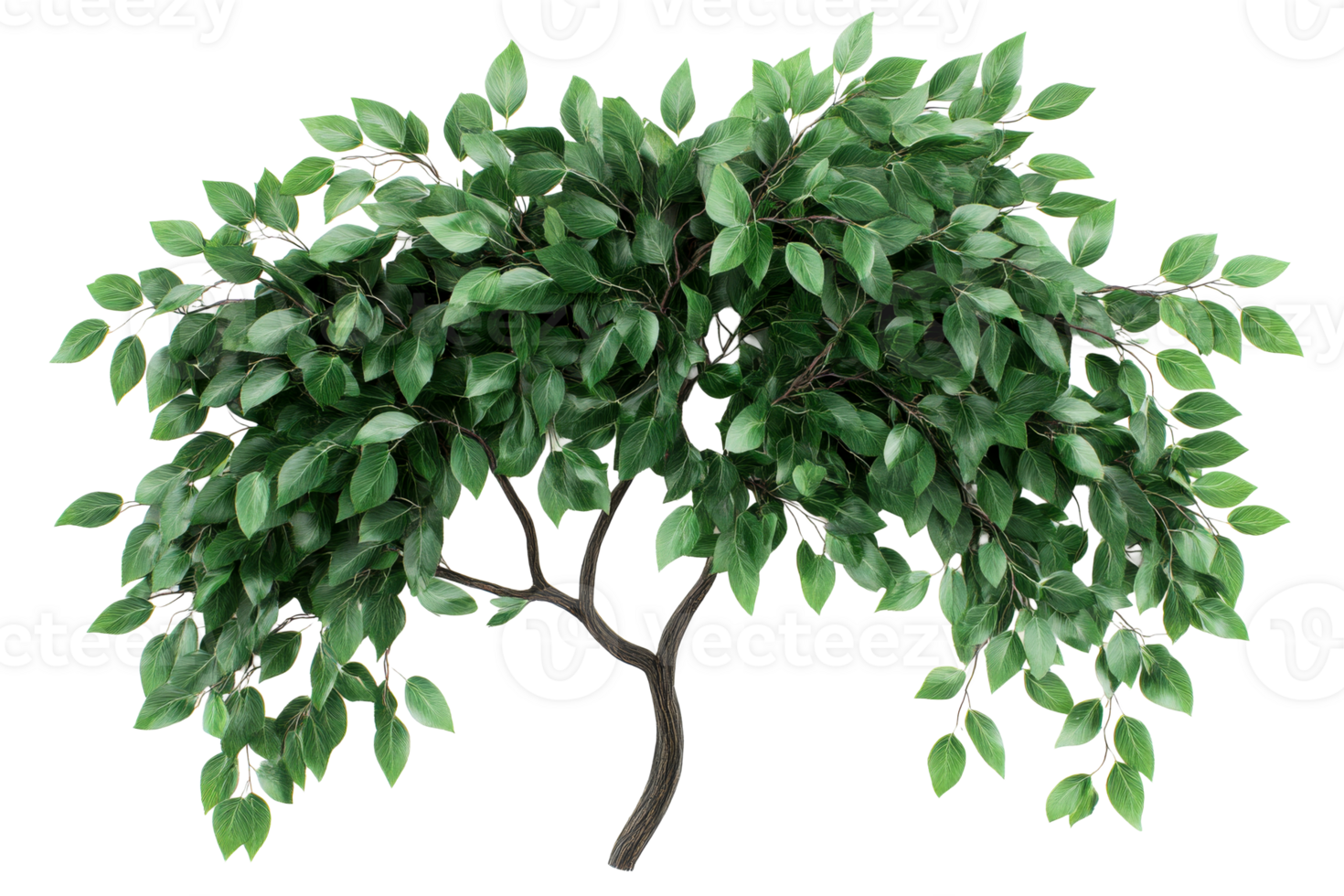 Artistic Green Leaf Tree, Deciduous, isolated growth, cut out transparent png