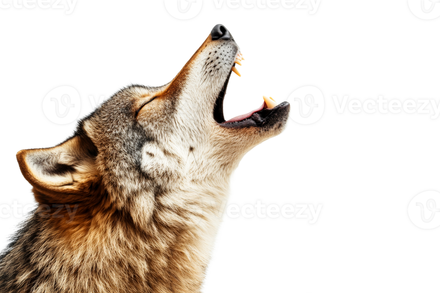 Howling grey wolf showing teeth, mouth open, cut out transparent png