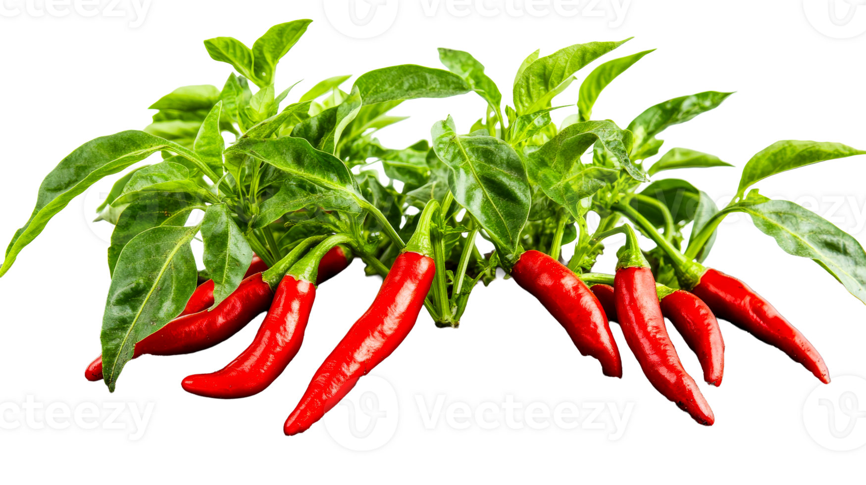 Red chili peppers with leaves, growing on a plant, cut out transparent png