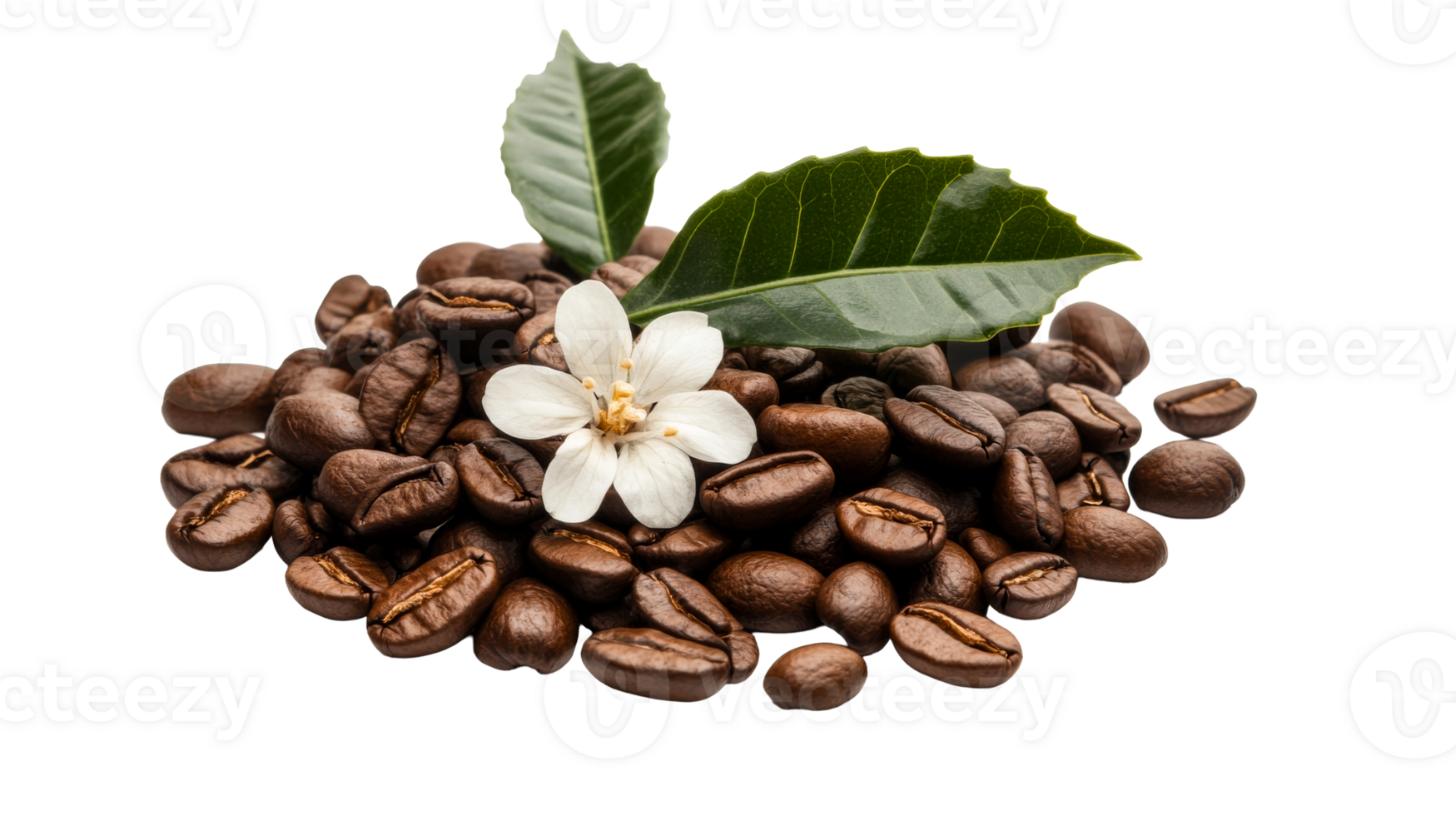Coffee beans with flower and leaves, cut out transparent png