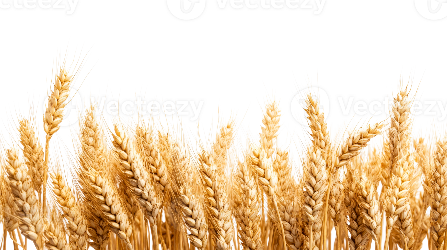 Golden ripe wheat spikes, grain farming harvest season, cut out transparent png