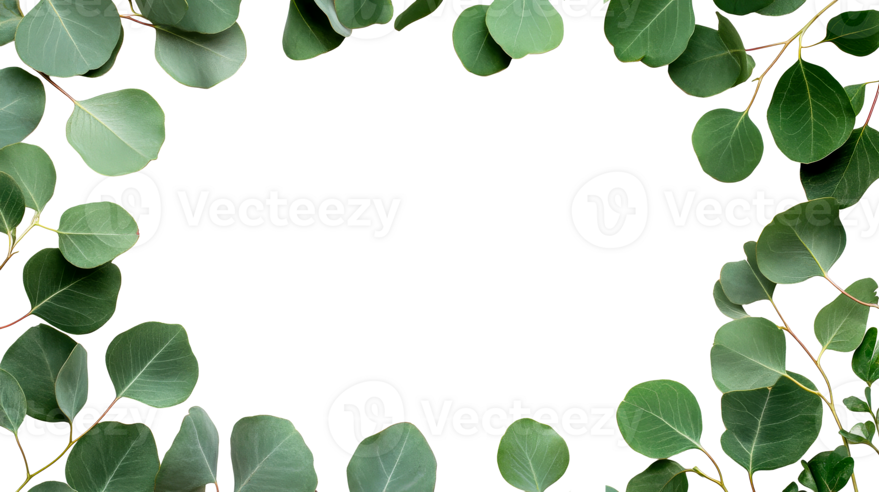 Eucalyptus foliage frame with transparent background, cut out transparent png