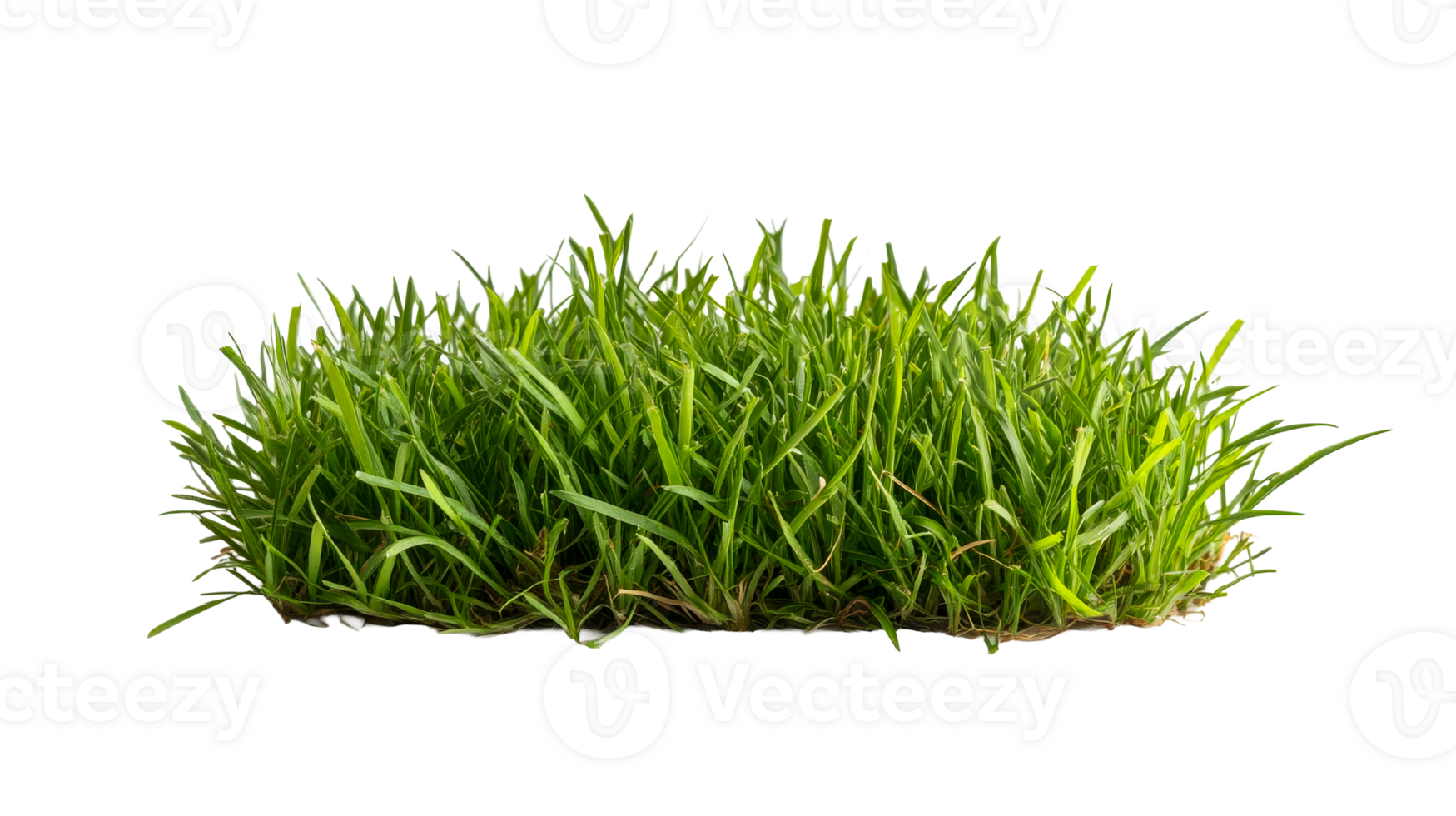 Green grass detailed texture growth, isolated against black background, cut out transparent png