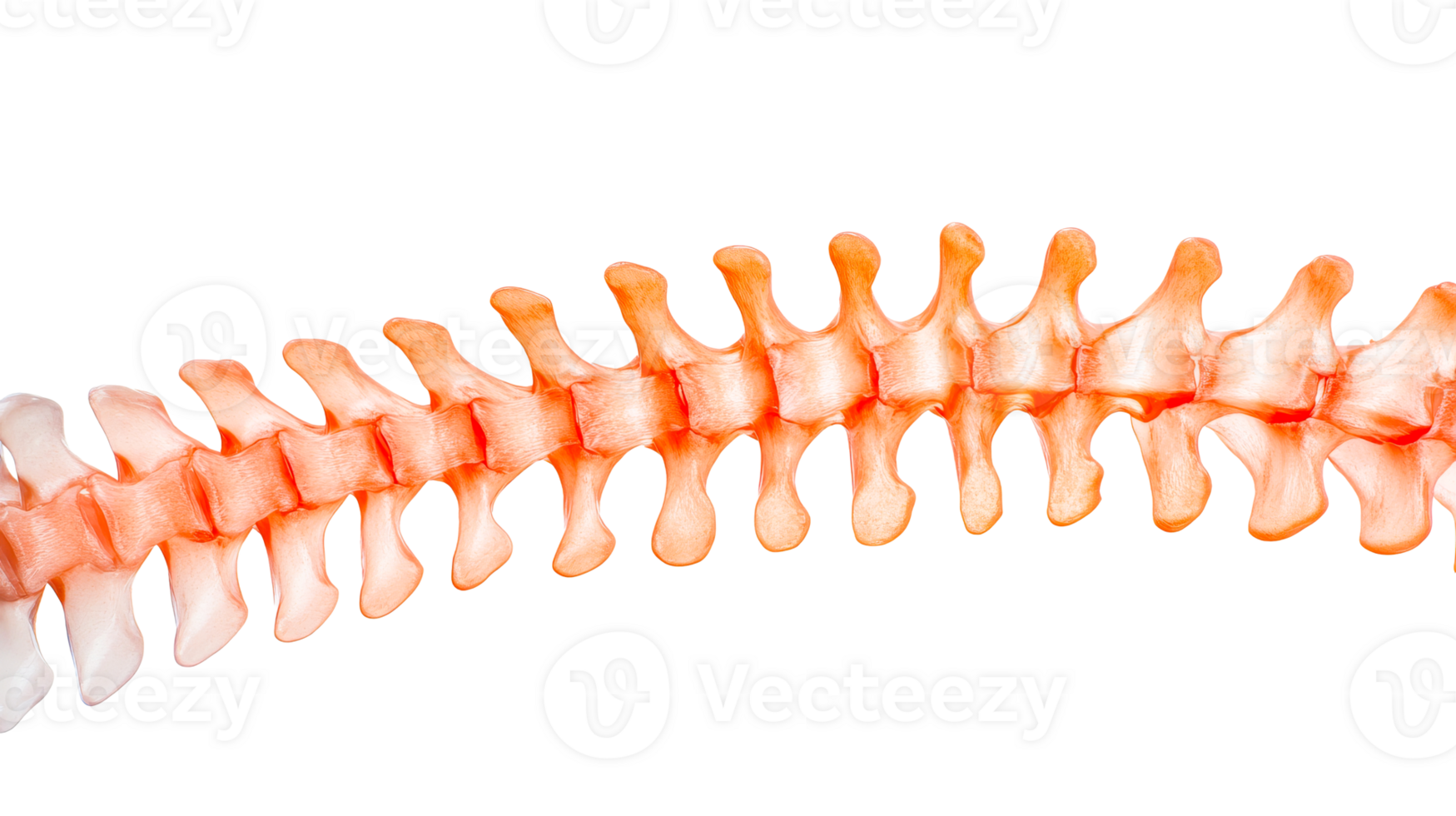 Spine vertebra column medical structure, cut out transparent png