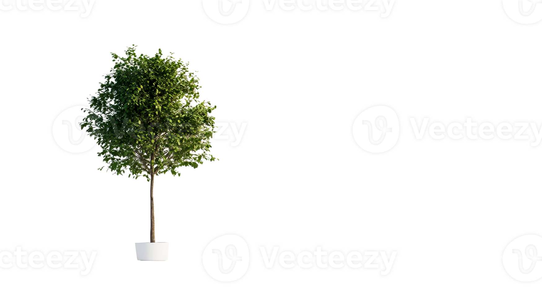Ornamental Tree in Pot isolated on Black, cut out transparent png