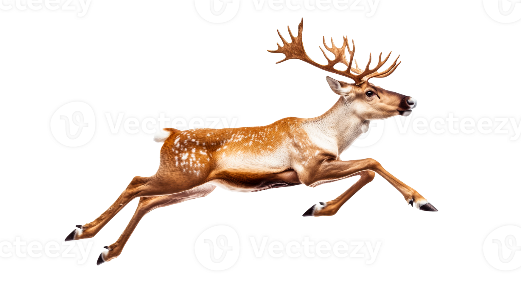 Running reindeer with large antlers on black background, cut out transparent png