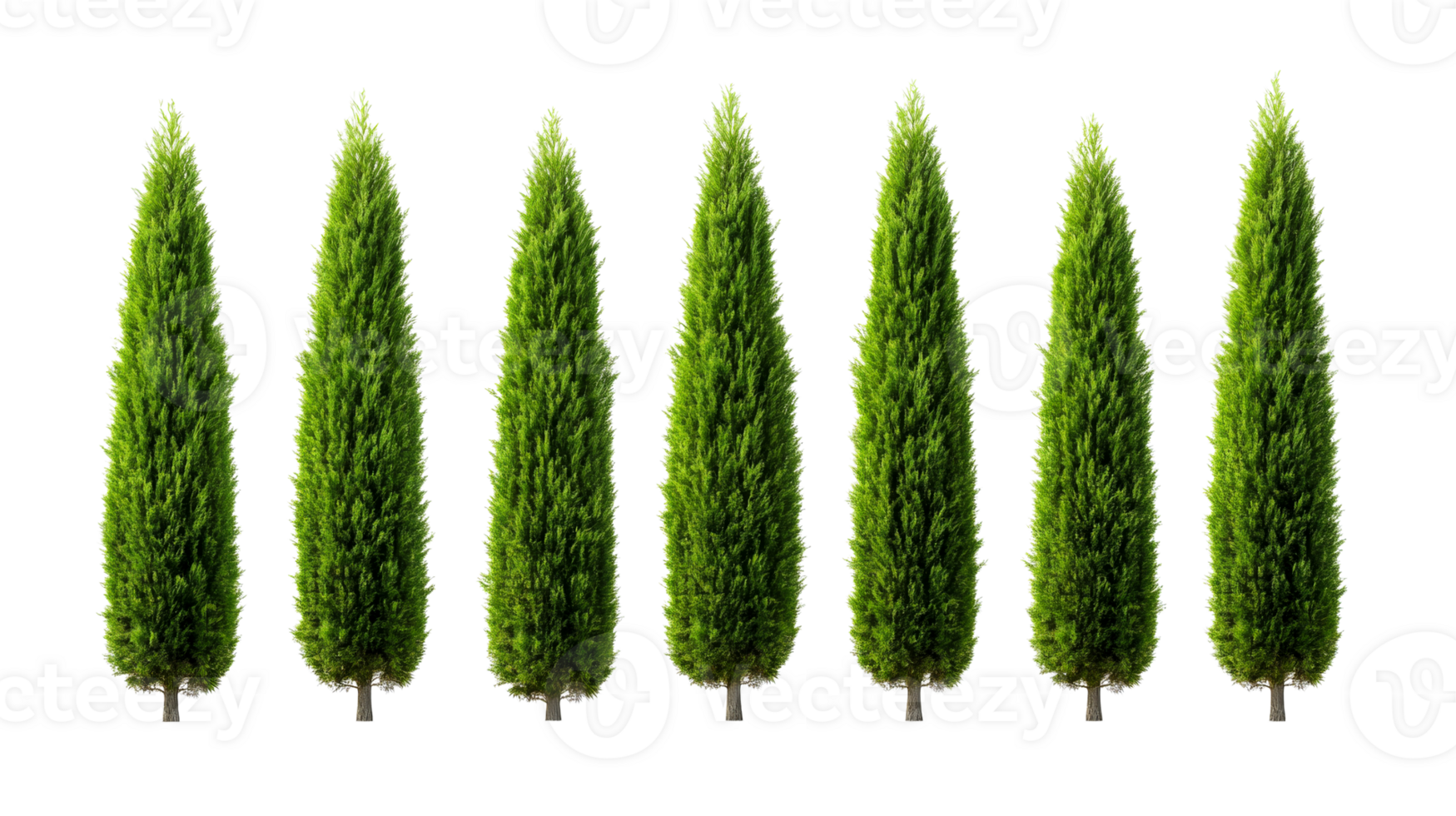 Row of Italian Cypress trees on black background, cut out transparent png