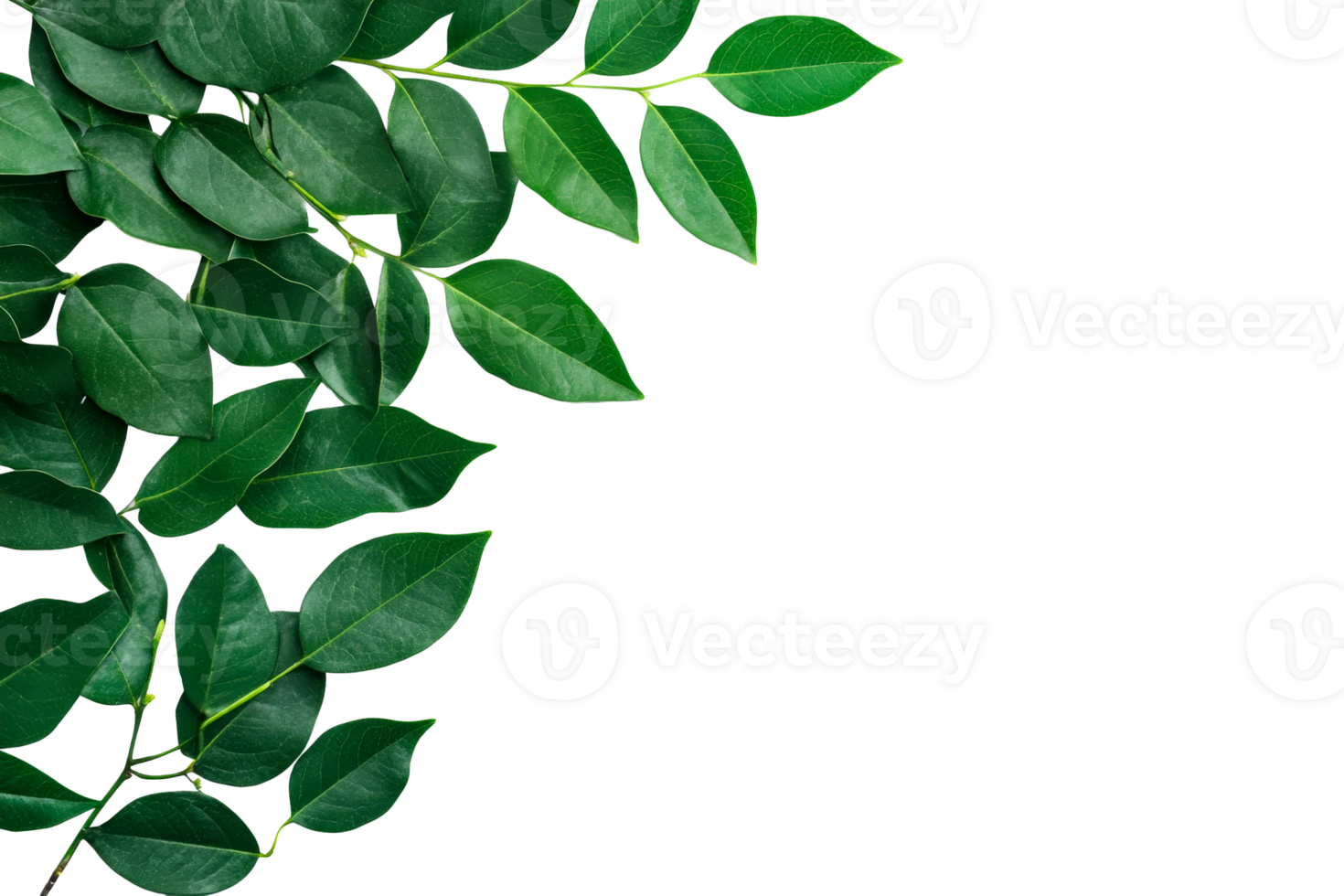 Lush foliage with dark backdrop, green leaves, branch, cut out transparent png