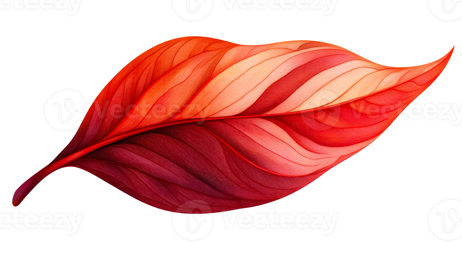 Artistic red leaf with intricate veins on black, cut out transparent png