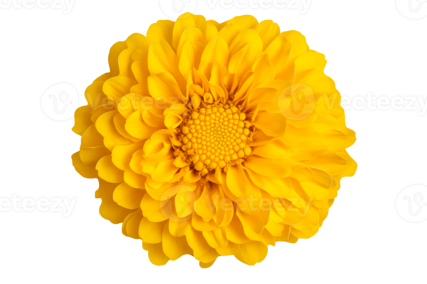 Bright yellow flower, ornamental blossom, isolated, cut out transparent png
