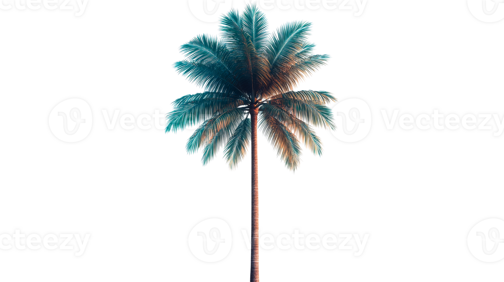 Lonely palm tree with bluish leaves on a black background, cut out transparent png